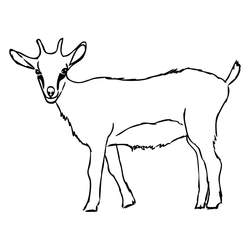 Ziege