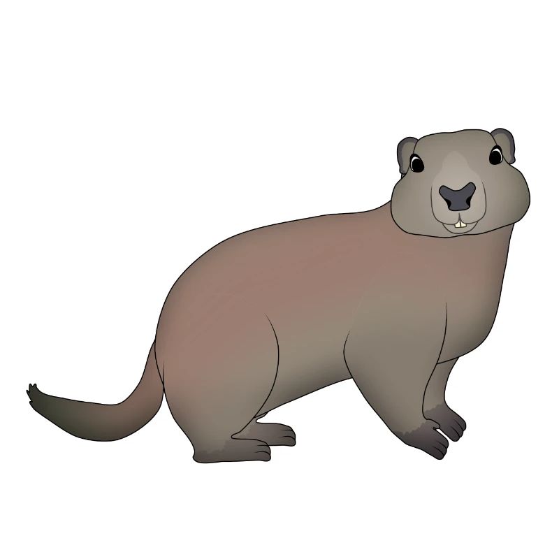 Murmeltier