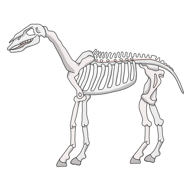 Ein Skelett eines Pferdes