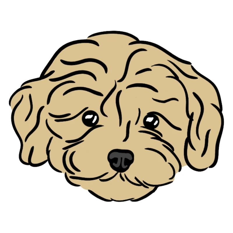 Chiot Doodle