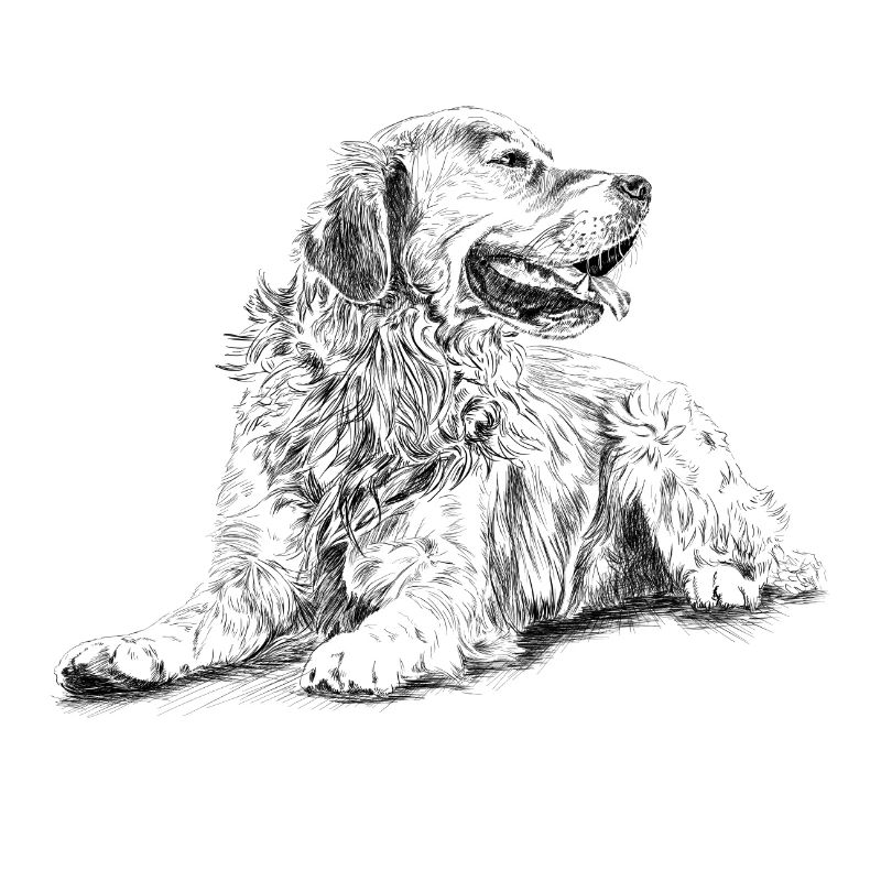 Retriever