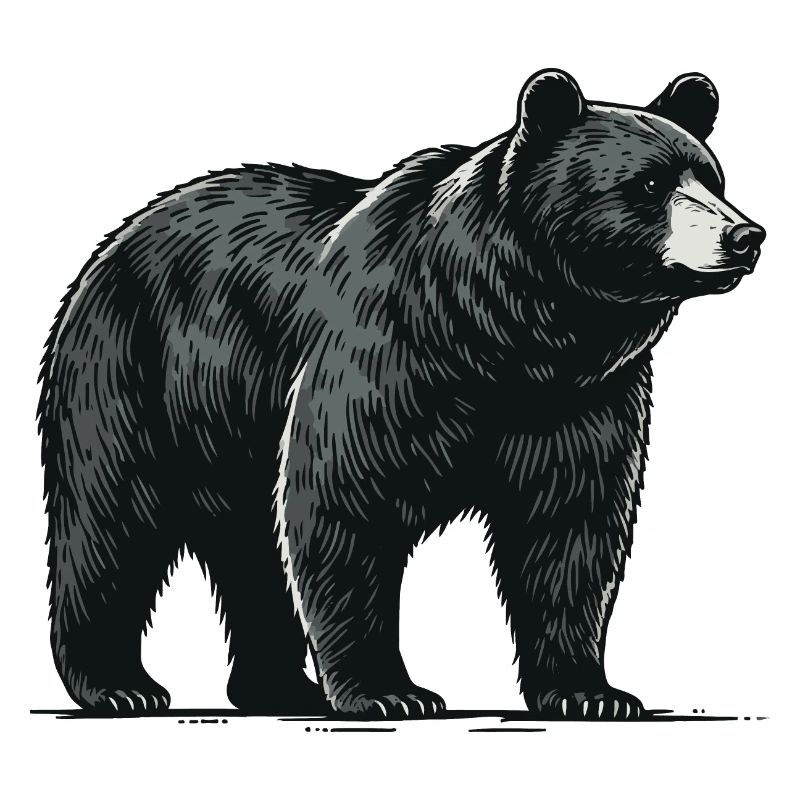 Schwarzbär