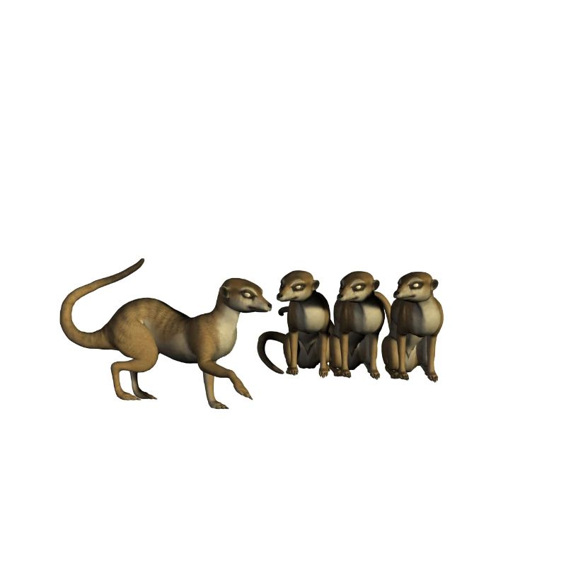 suricates amusants
