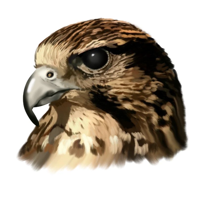 Falke