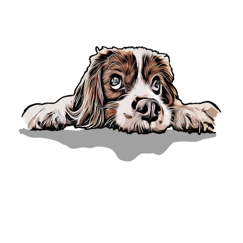 Cavalier King Charles Spaniel
