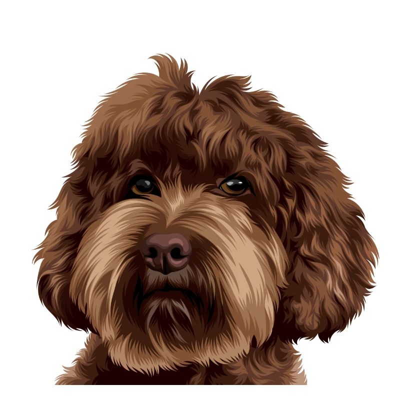 Schnoodle Doodle Dog