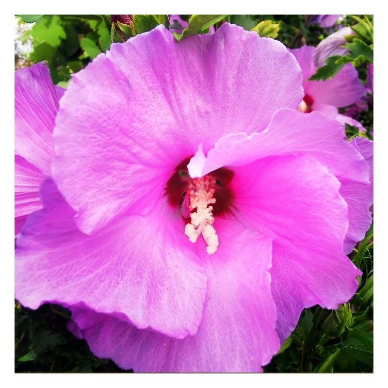 Malvenblüte