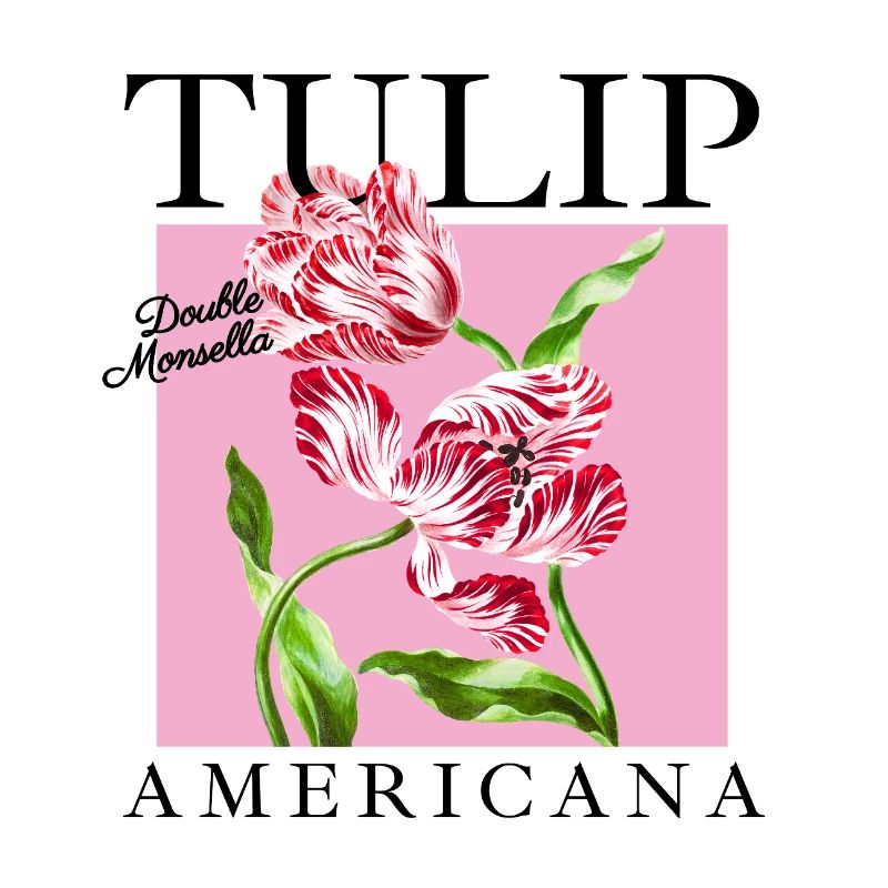 Barock-Tulpen Duo auf Rosa