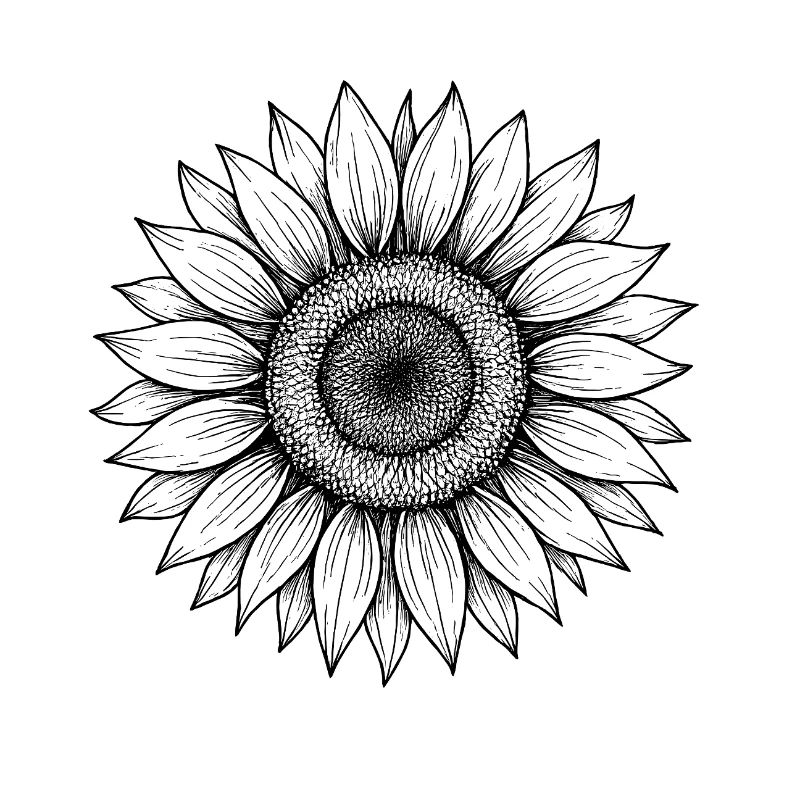 Sunflower Black and White Illustration