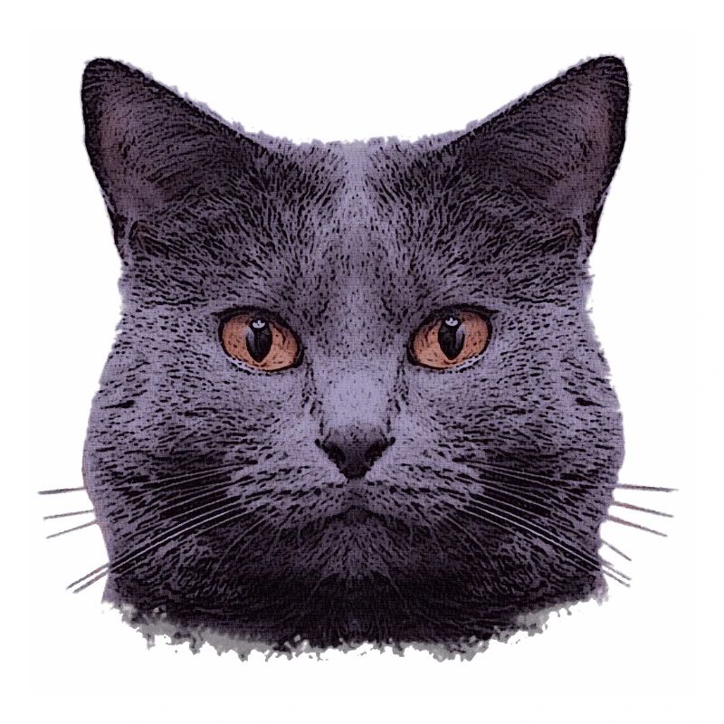 kartäuser katze, frauen