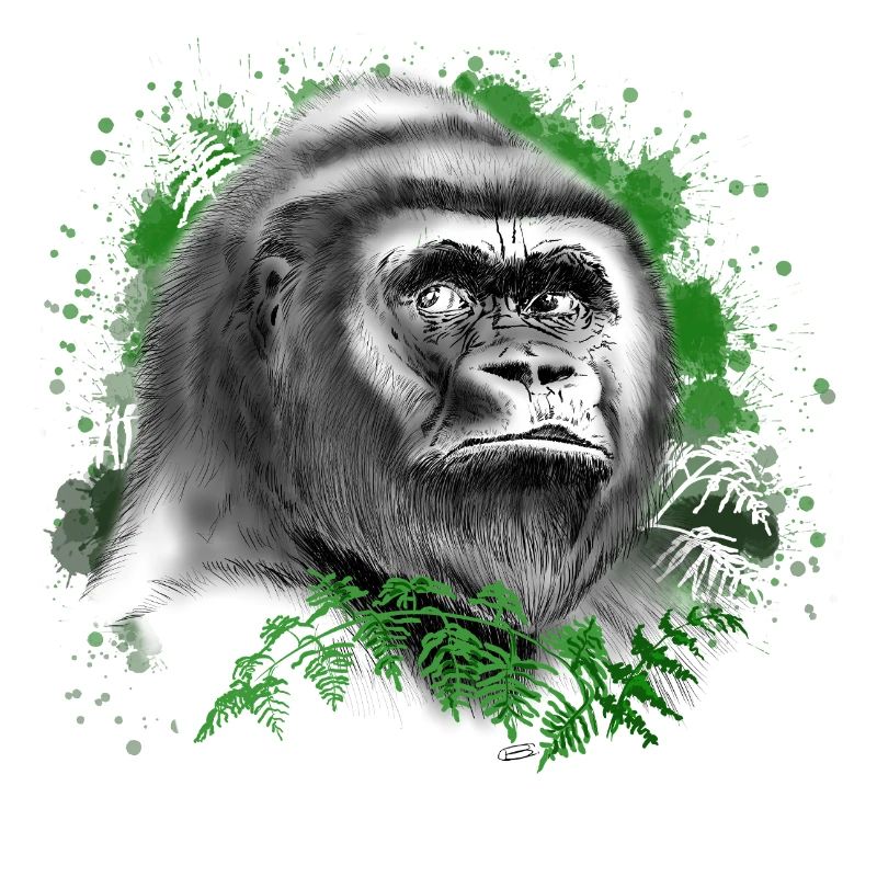 Gorilla