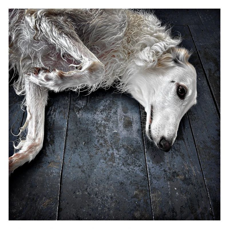 Lévrier blanc au sol