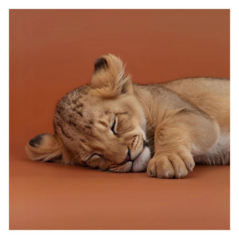 Sleeping cheetah cub