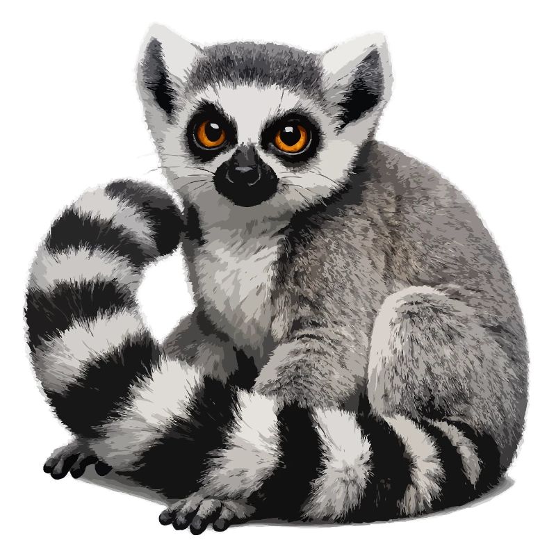 Ring-tailed lemur illustration