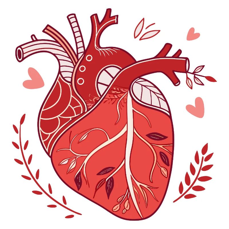 Coeur anatomique dans un style moderne