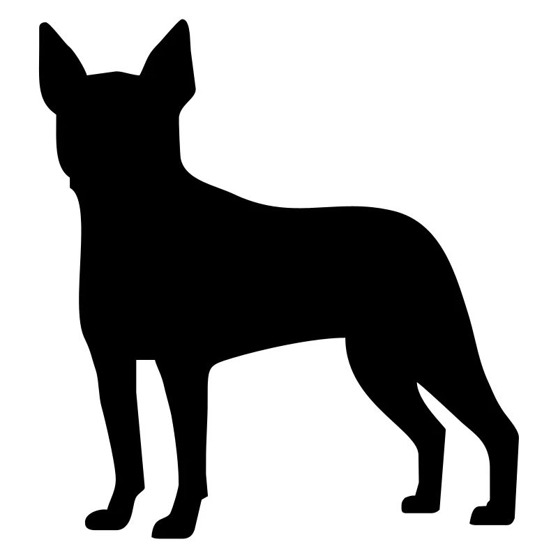 Boston Terrier