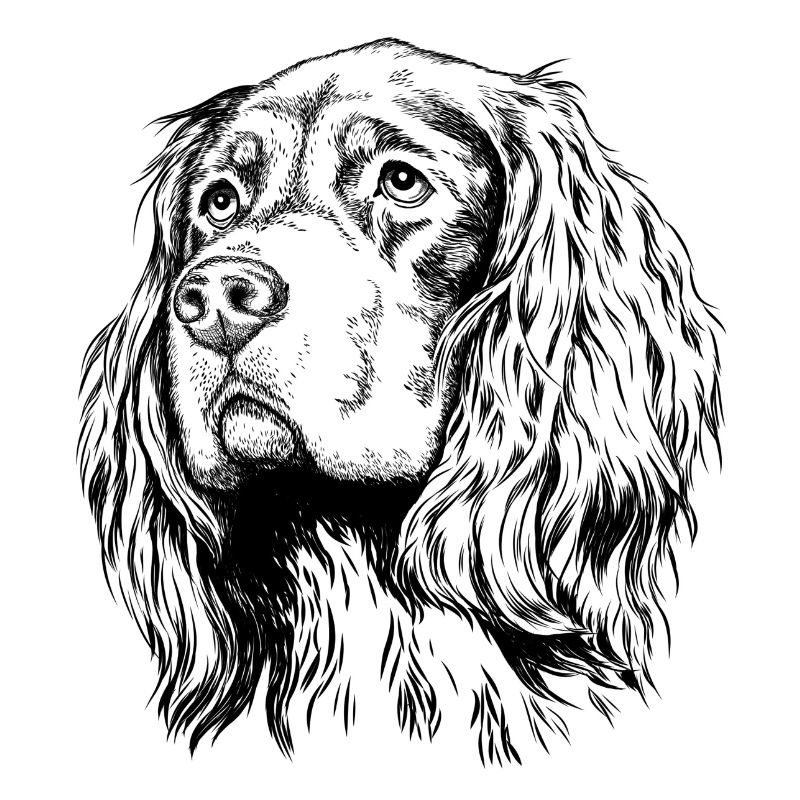 Gordon Setter Portrait