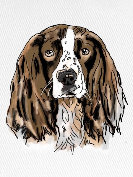 Spaniel