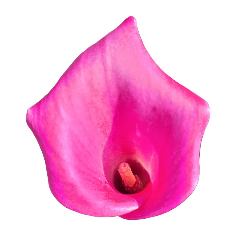 Pink Calla Blossom
