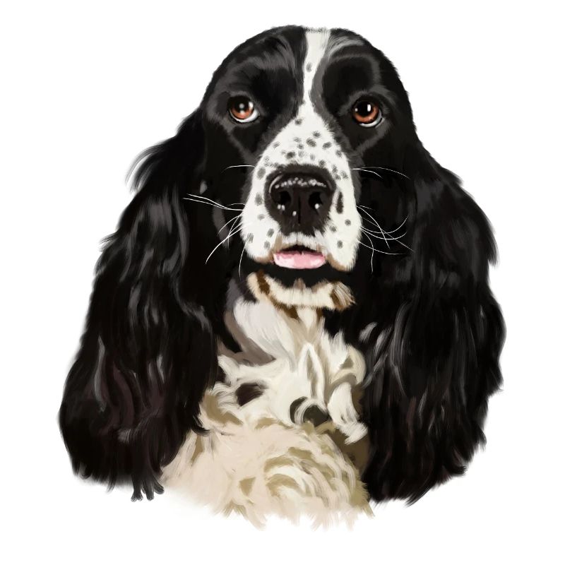 Cocker spaniel