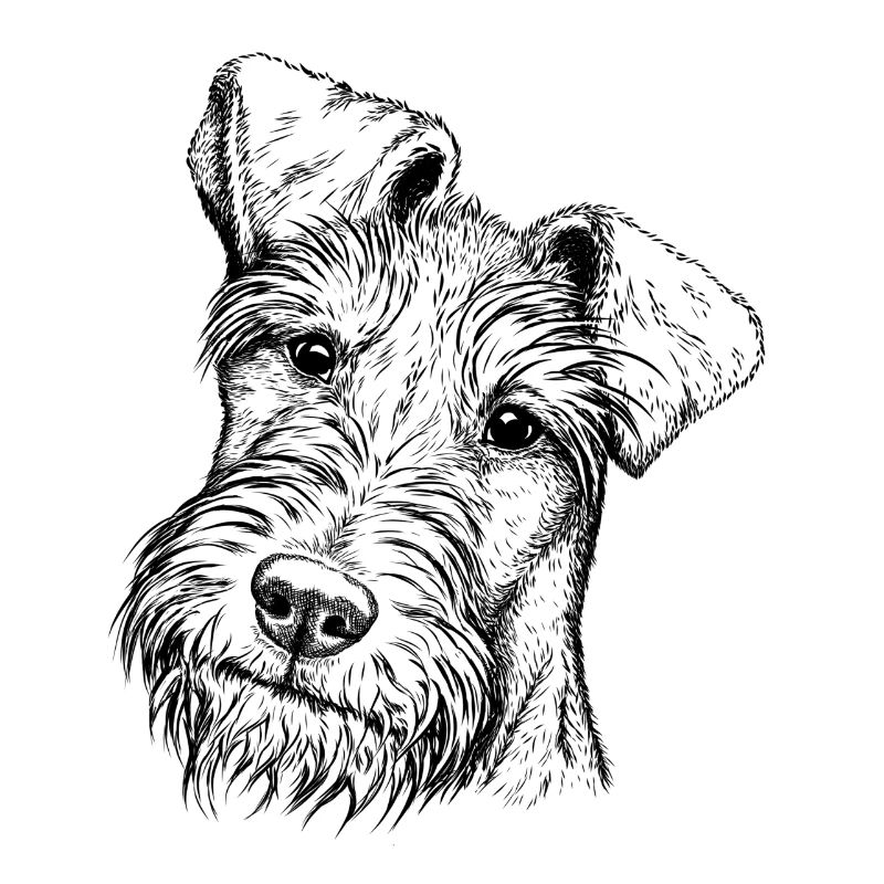 Irish Terrier Portrait