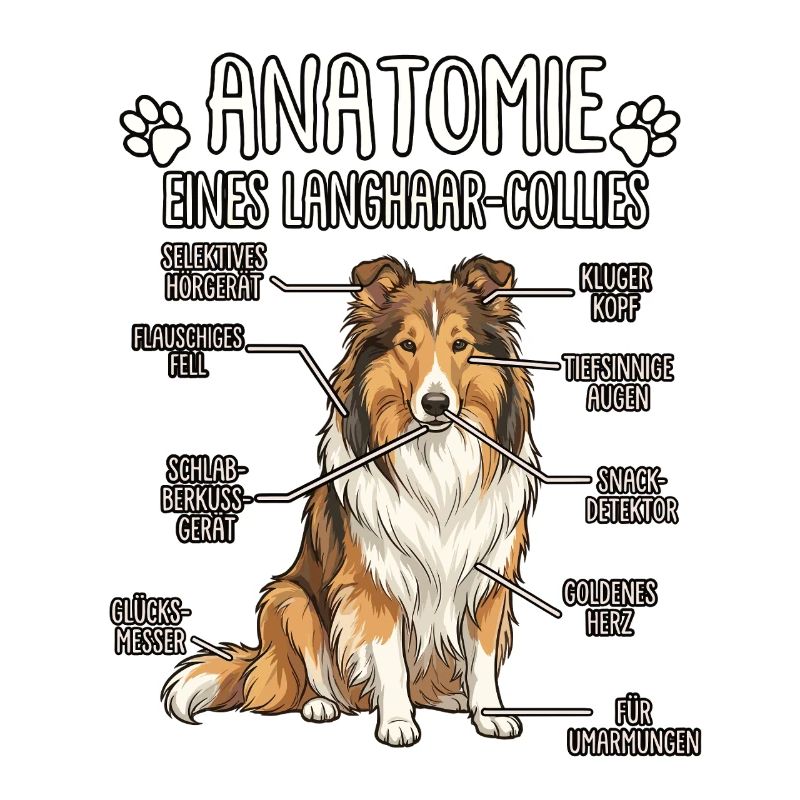 Collie à poils longs : La véritable anatomie