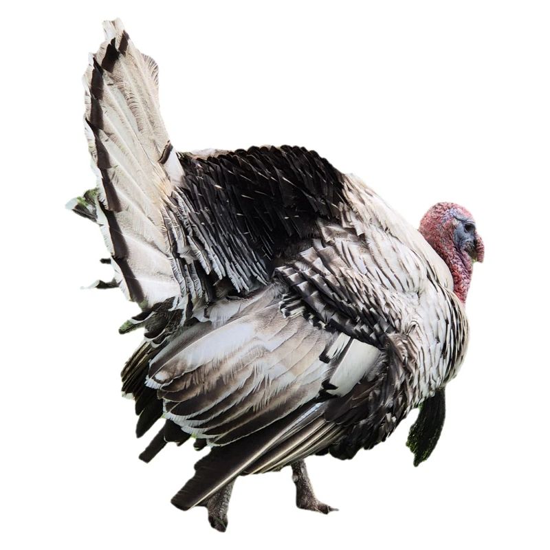 Turkei