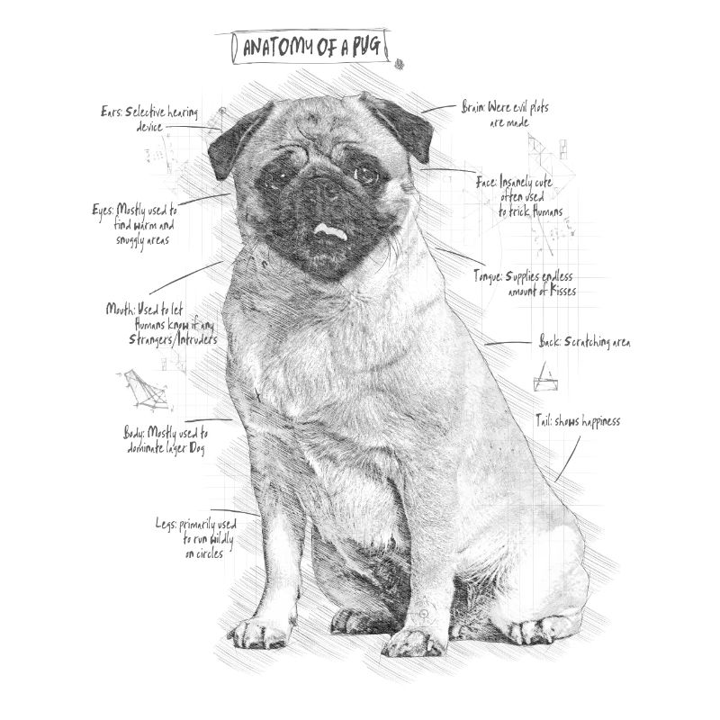 Anatomie eines Mops