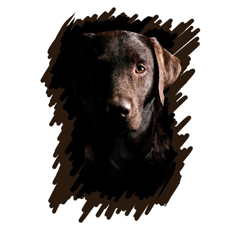 Labrador