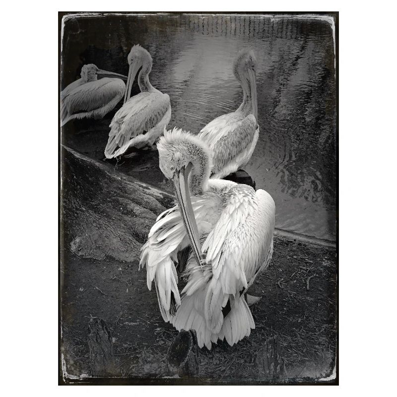 Dark Pelicans