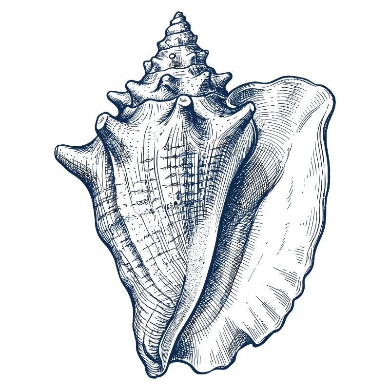 Sea Shell Illustration in Blue