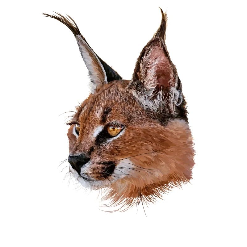 Karakal