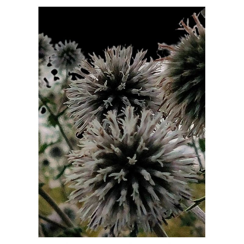 Impression over thistles