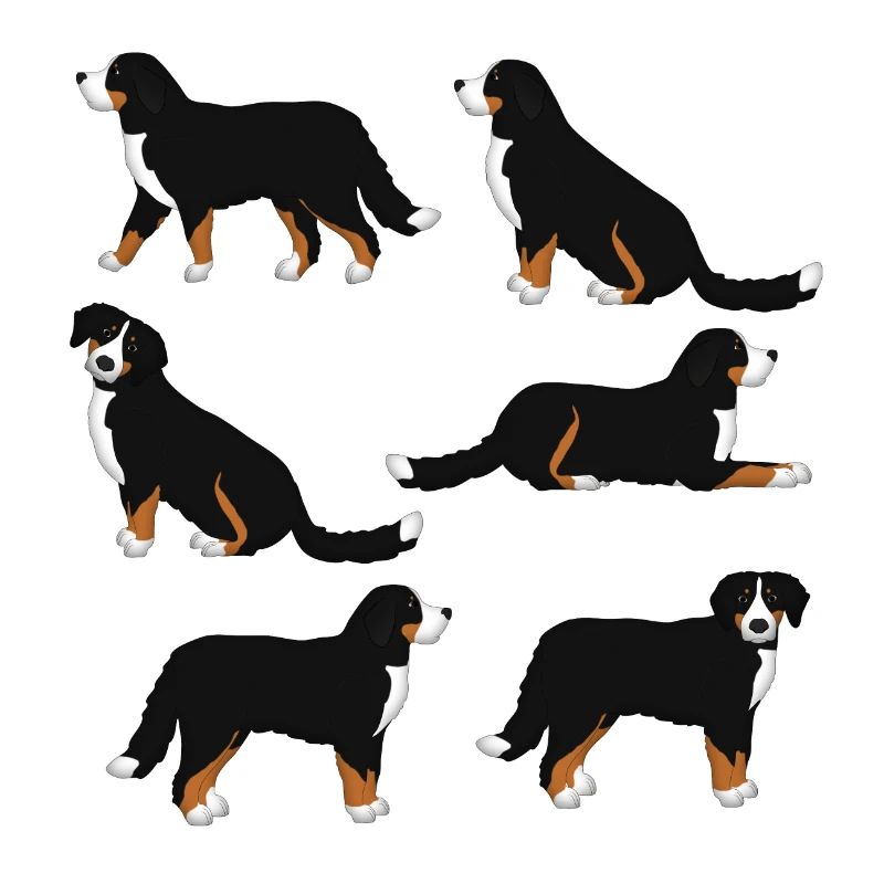 Sélection de Bouvier Bernois