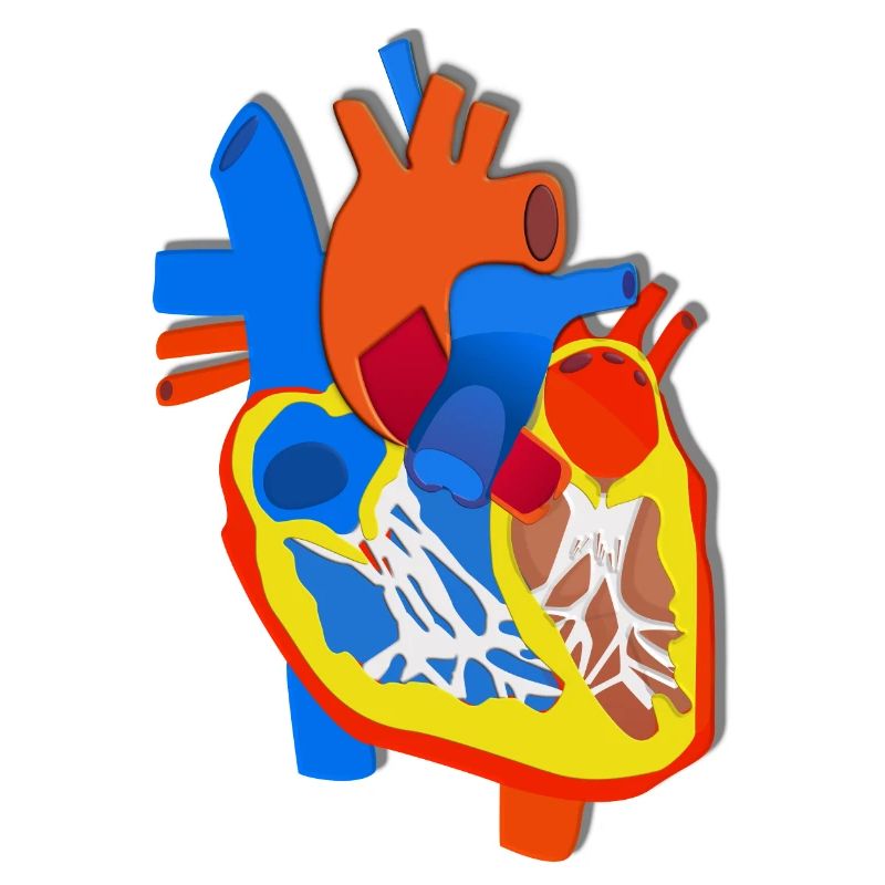 Illustration d’anatomie du cœur coloré