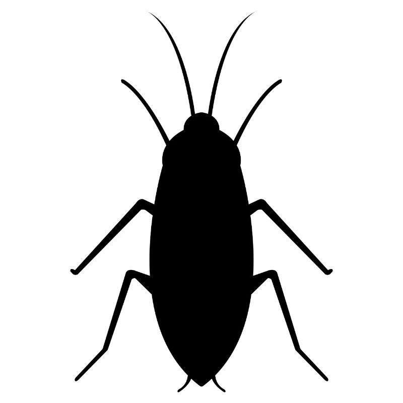cockroach