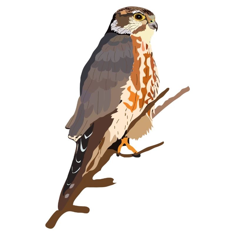 Merlin
