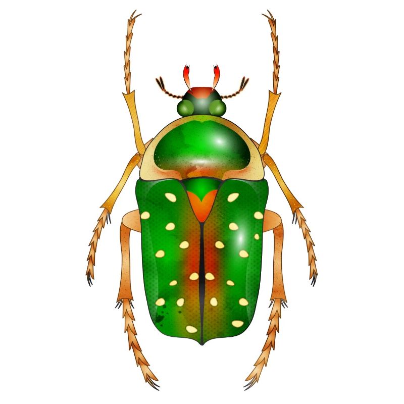 Stephanorrhina guttata-beautiful insect