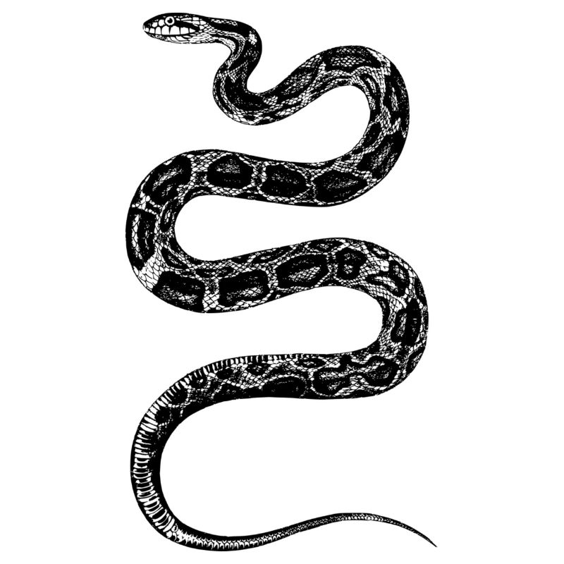 Snake Design