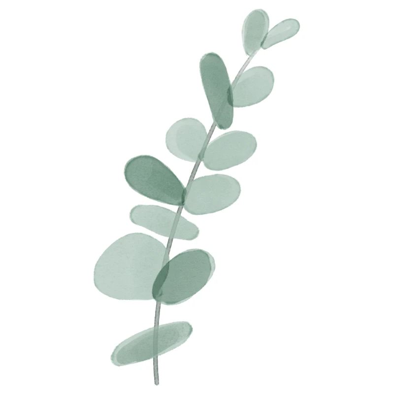 Eukalyptus