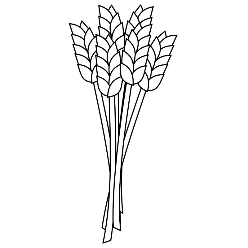 getreide corn cereal wheat weizen veggie gemuese v