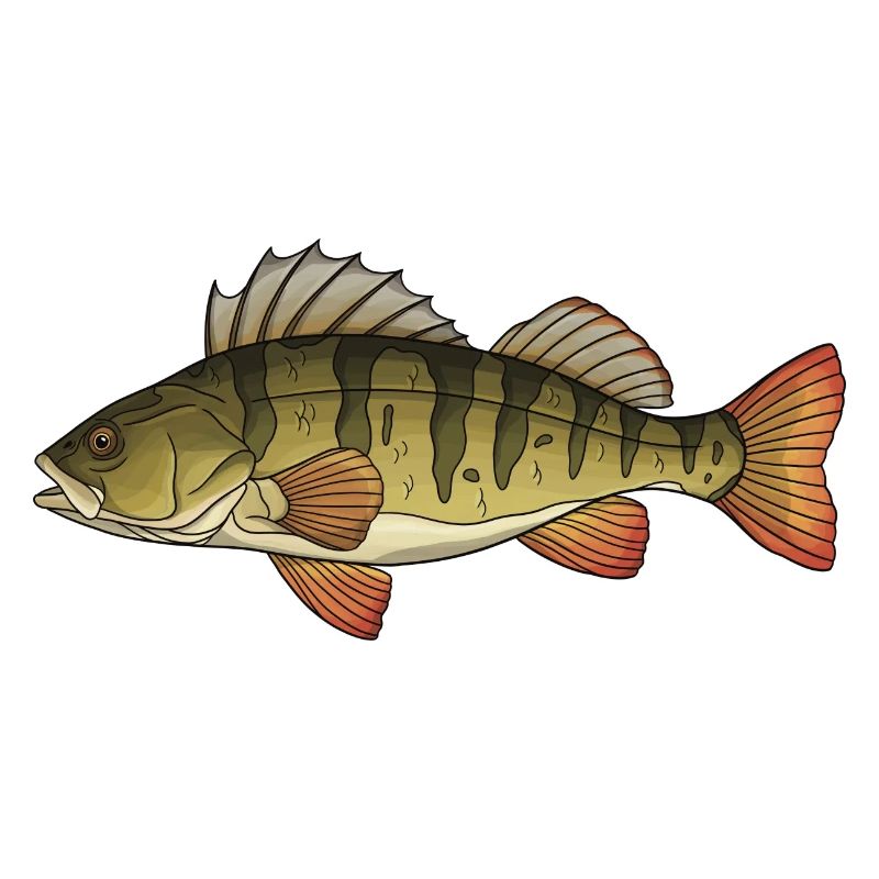 Conception de la pêche au poisson prédateur perchaud