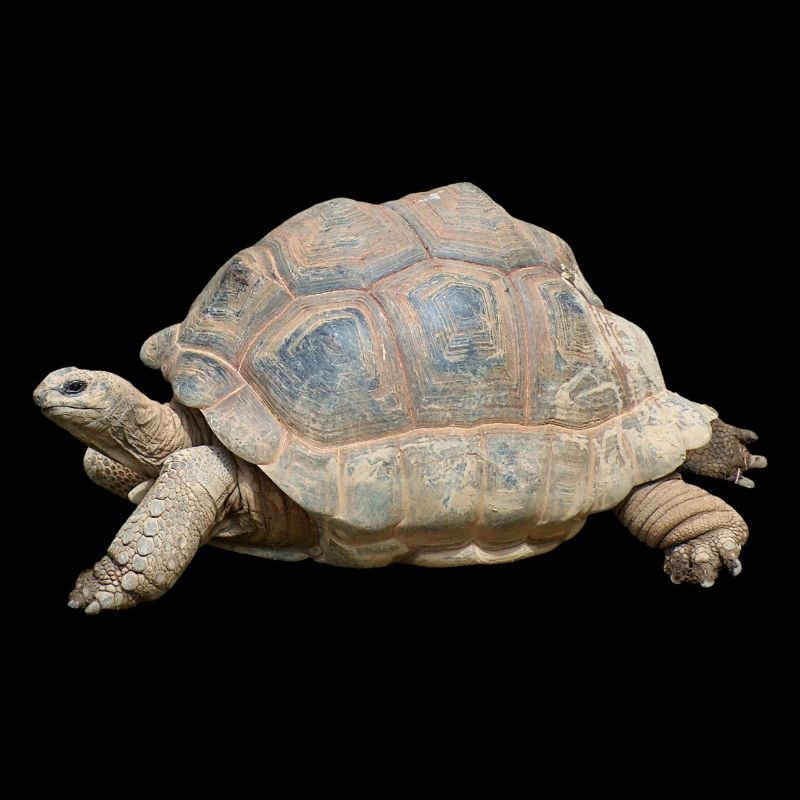 turtle schilkroete