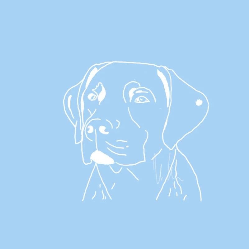 Labrador