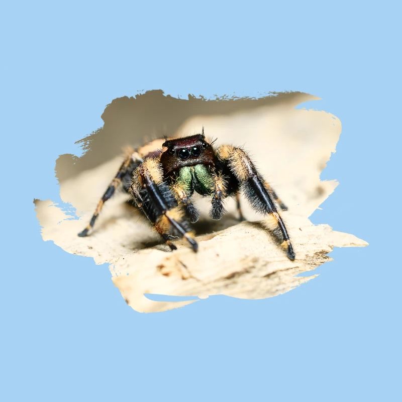 phidippus otiosus jumping spider, spring spinne