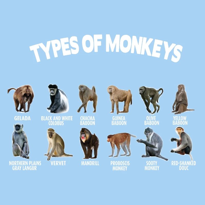 Types Of Monkeys Monkeys Breeds list