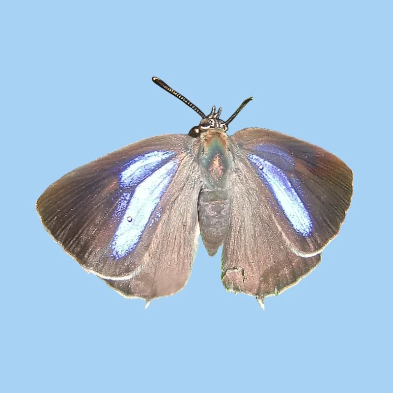 Blauer Eichen-Zipfelfalter