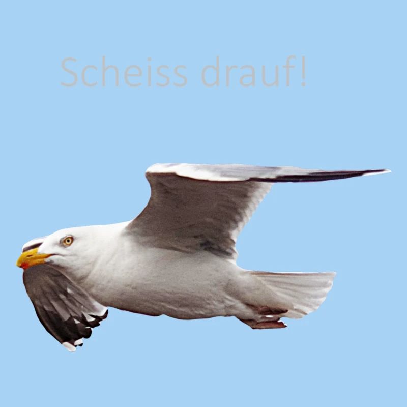 Möwe im Flug Spruch