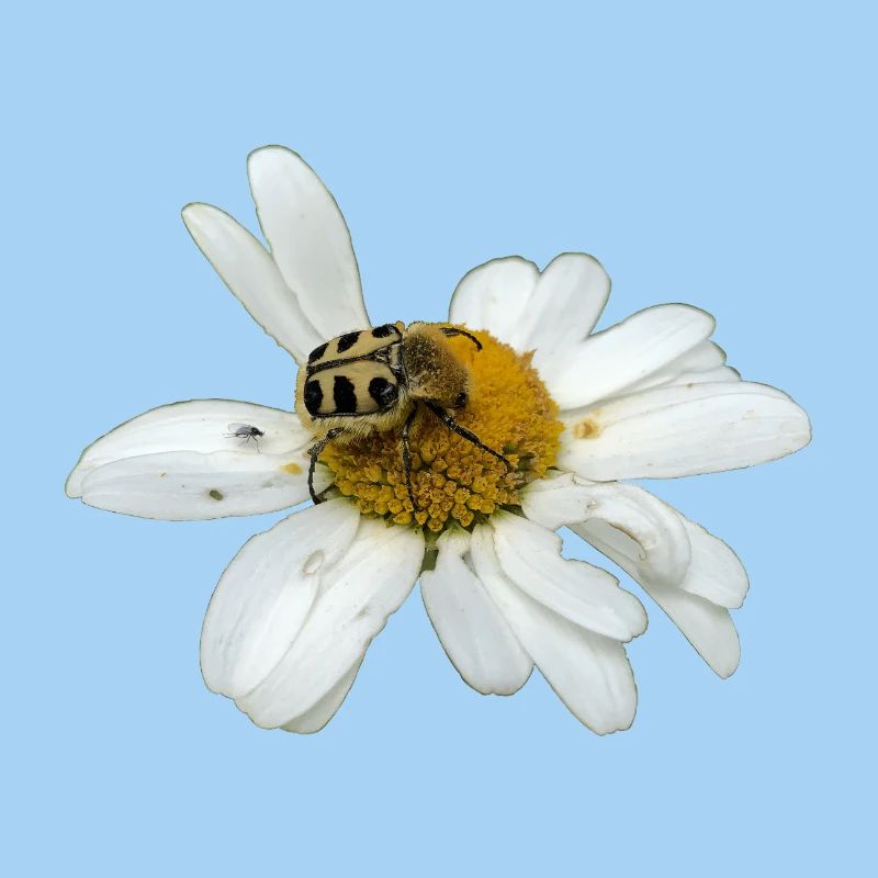 Bee chafer