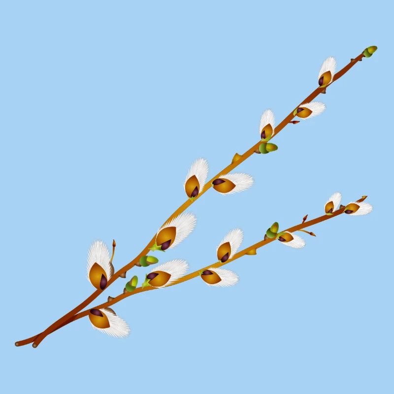 Delicate Palm Catkins Branches – Spring Motif